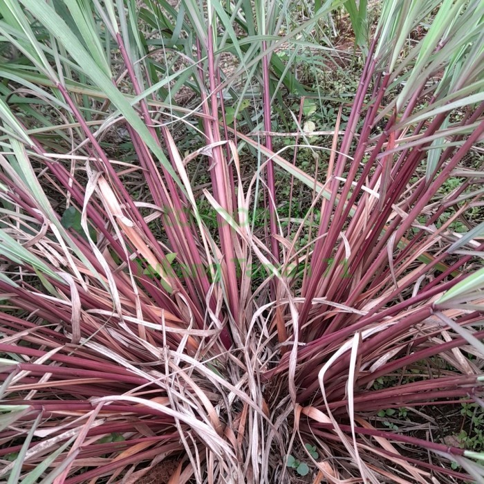 

SEREH MERAH SEGAR - SEREH WANGI 1 KG