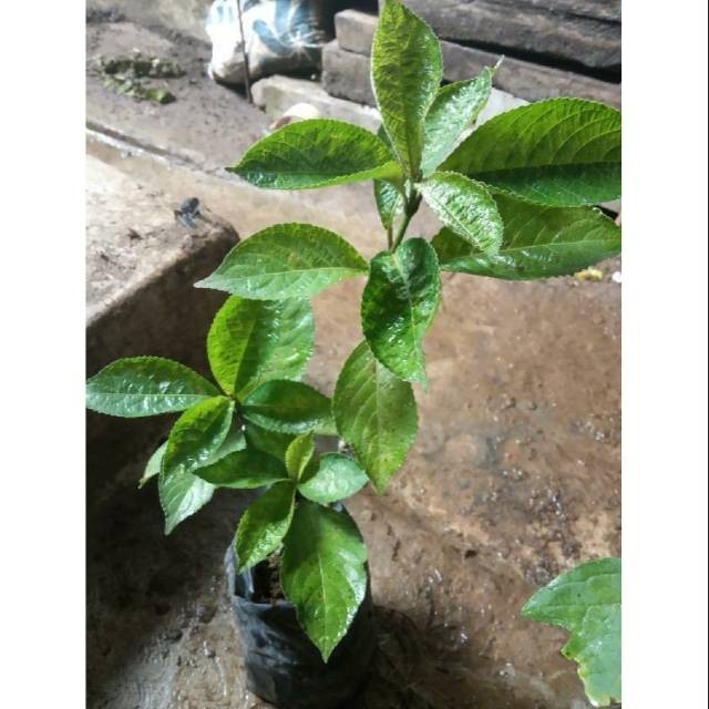 Bibibit keji beling organik pecah beling obat herbal