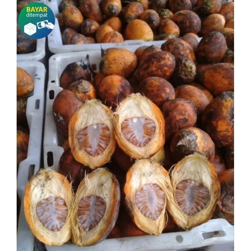 

buah pinang buah Jambe tua 1kg