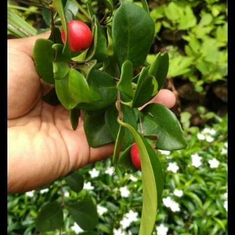TANAMAN BEACH CHERRY/ CERI JEPANG SUDAH BERBUAH