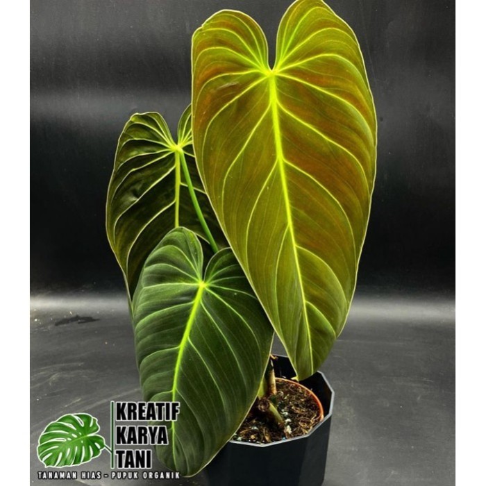 Tanaman hias philodendron melano - Philodendron melano crysum