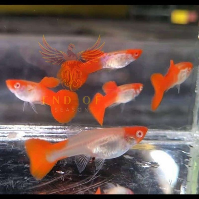 Perlengkapan aquarium Hiasan Aquarium Ikan Guppy Platinum Koi bisa cod