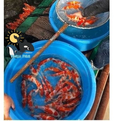 Sale Bibit Koi Kohaku sanke asli blitar isi 30ekor kebutuhan akuarium