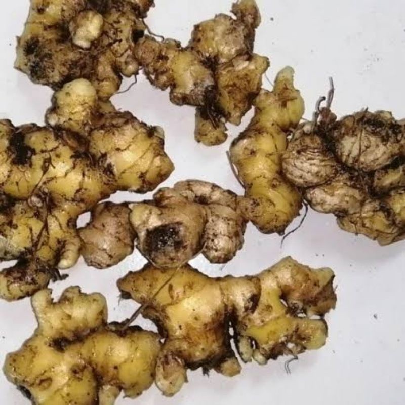 

promo JAHE SEGAR BERAT 250 gram premium