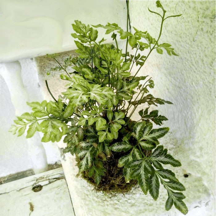 Mossball - Pteris Ensiformis | Tanaman Hias Indoor Pakis Fern Varigata