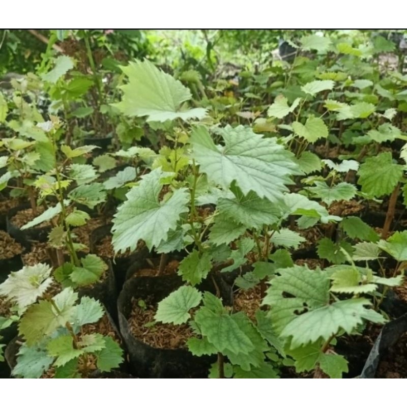 Tanaman murah - Bibit anggur red master - pohon anggur - pohon cepat berbuah