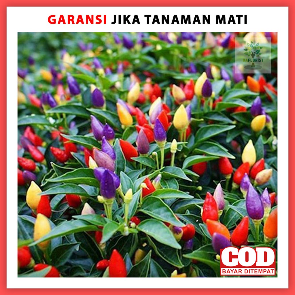 TANAMAN HIAS CABE PELANGI BUNGA HIDUP BIBIT CABAI WARNA WARNI HIASAN TAMAN MURAH