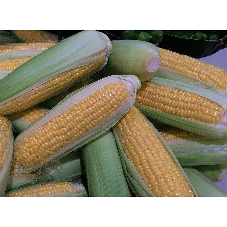 

Benih Jagung Manis STABIL F1 isi 1.750 biji Benih Unggul Bintang Asia