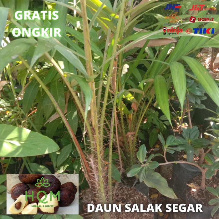 

DAUN SALAK SEGAR 100GRAM