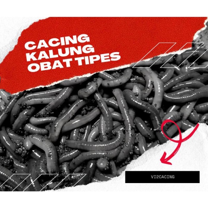 Cacing Kalung Kebo Anaconda Obat Tipes Types Typhus Umpan Bawal Galata