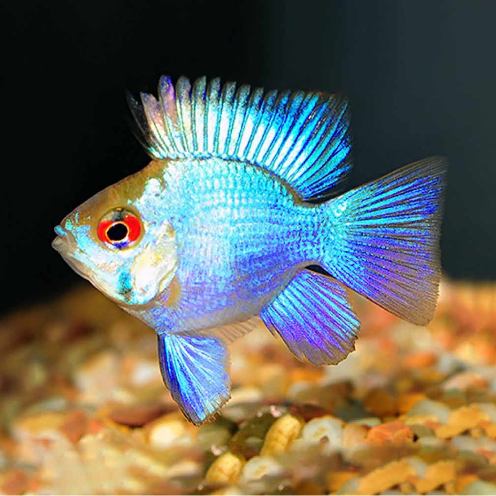 Blue Electric Ramirezi / Elektrik / Ikan Hias Air Tawar