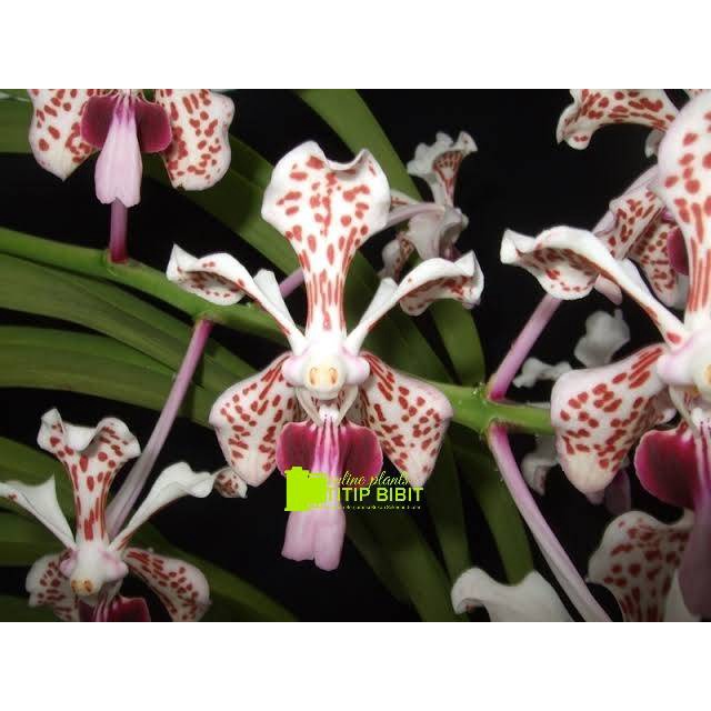 Anggrek Vanda Dewasa Siap Berbunga Tricolor