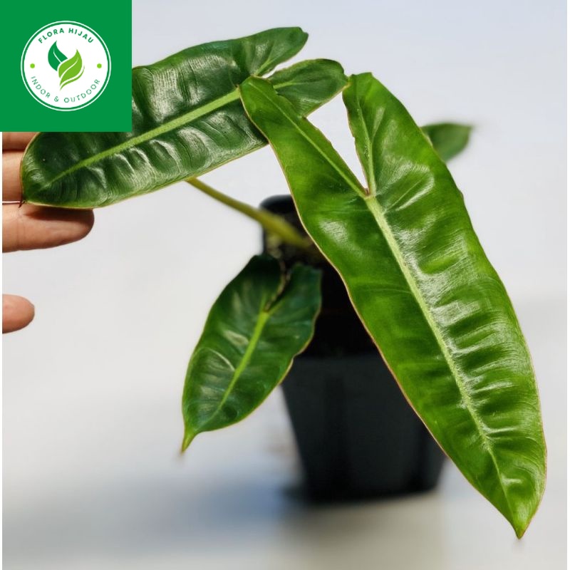 ~ ( BISA COD ) Tanaman Hias Philodendron Burlemarx Philo Brekele / Bunga Hias Philodendroon Brekele 