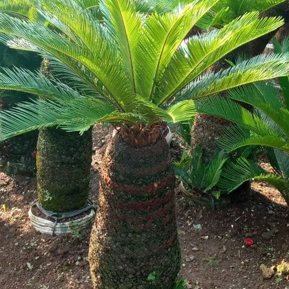 Tanaman hias palem sikas 1 meter .....