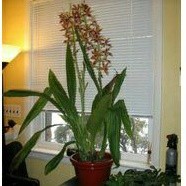 Anggrek Tanah Phaius Tangkerville warna putih dan merah