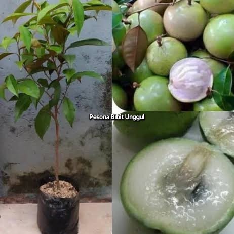 Bibit Buah Kenitu/ Sawo Apel -Bibit Buah Kenitu