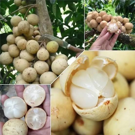 Bibit Duku Tanpa Biji Super Cepat Berbuah | Bibit Tanaman Buah Duku Tanpa Biji Unggul Termurah