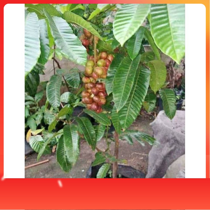 Terlaris Bibit Matoa Pohon Matoa Bibit Buah Matoa Tanaman Matoa okulasi - Siap Berbuah- Hijau Bibit 