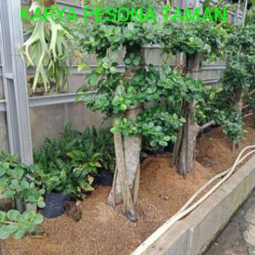 Bonsai beringin korea tinggi 1 meter