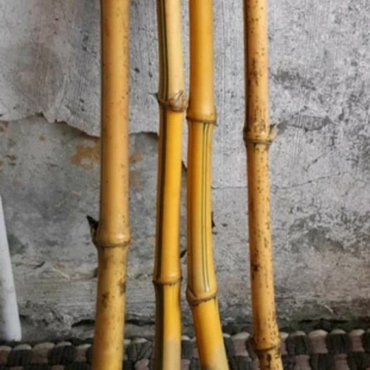 batang pohon bambu kuning 1 meter