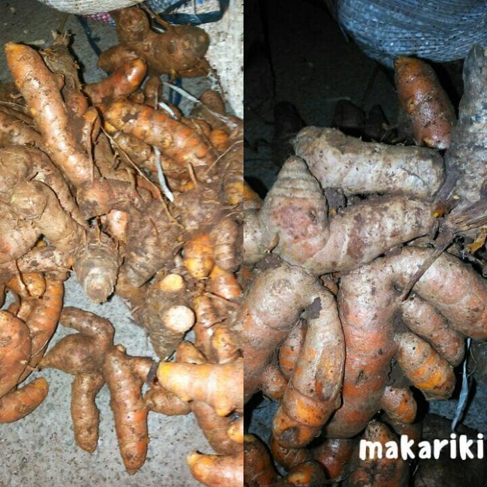 

kunyit / kunir segar fresh basah