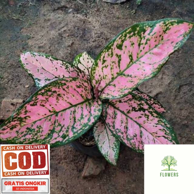 Benih Bunga Aglonema Lady Valentin