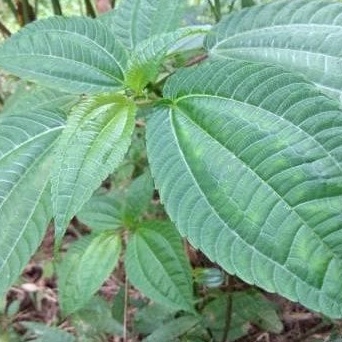 

Baru Daun Pohpohan Poh pohan lalap sunda segar 100 gram COD