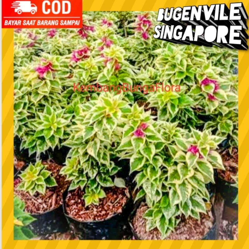 (SPECIAL PRICE BELI 3 GRATIS 1) Bougenville Singapur ORI/ Bugenvil Singapur/ Bugenvil/ Bunga Kertas/