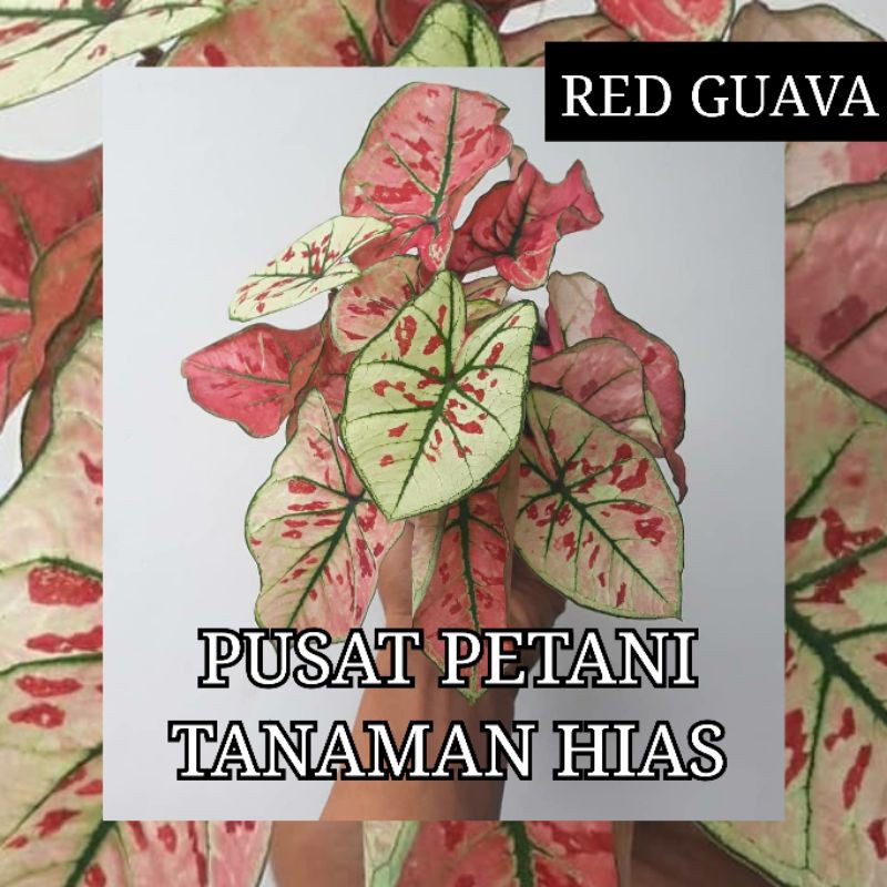 Tanaman Hias caladium Red guava Bibit Bonggol