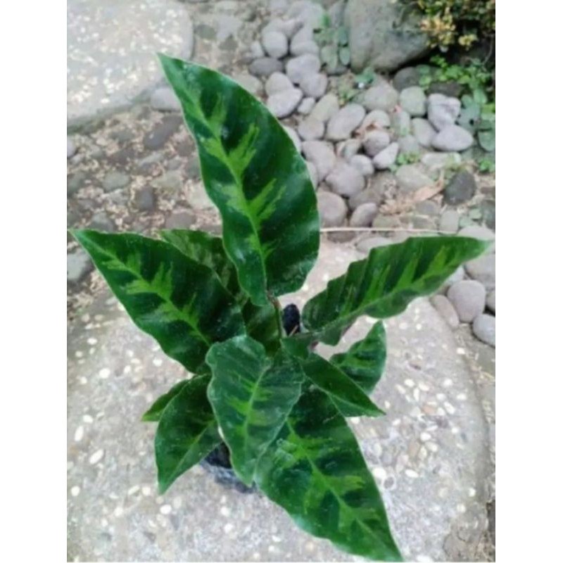 Tanaman hias calathea louisae cod r.
