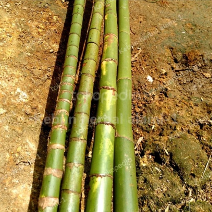 BATANG POHON WAREGU TUA