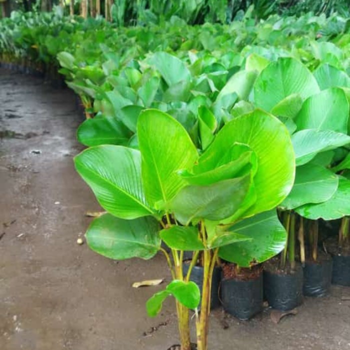 Tanaman hias pisang chalatea 1 meter
