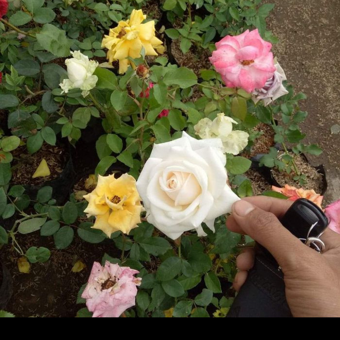 Bibit Bunga Mawar Holland Besar