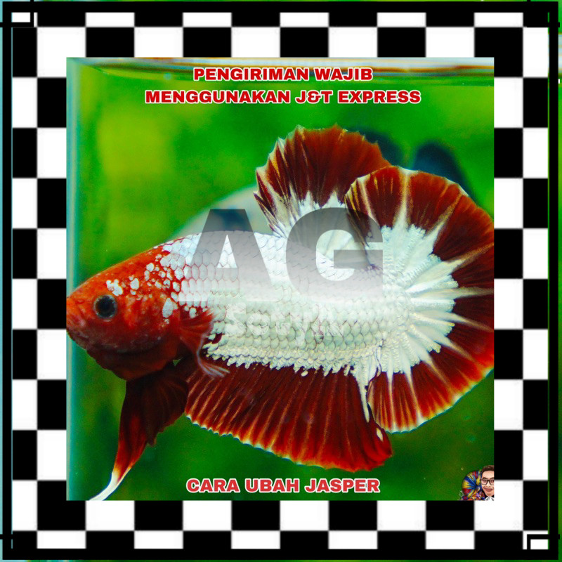 ISI AQUARIUM FCCP Red dan Orange Head Best Seller Top Grade 20K