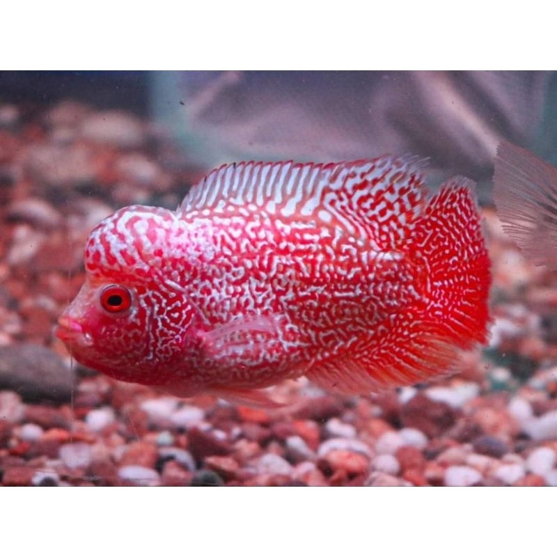 Promo Terbaru Burayak Louhan Jenong Cencu GB Merah 5 cm DUNIA IKAN