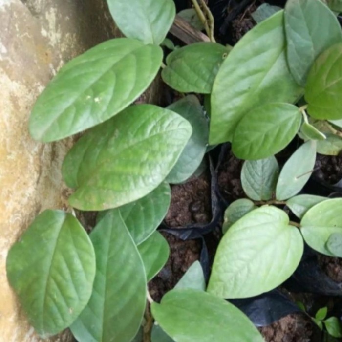 bibit tanaman obat singa depa