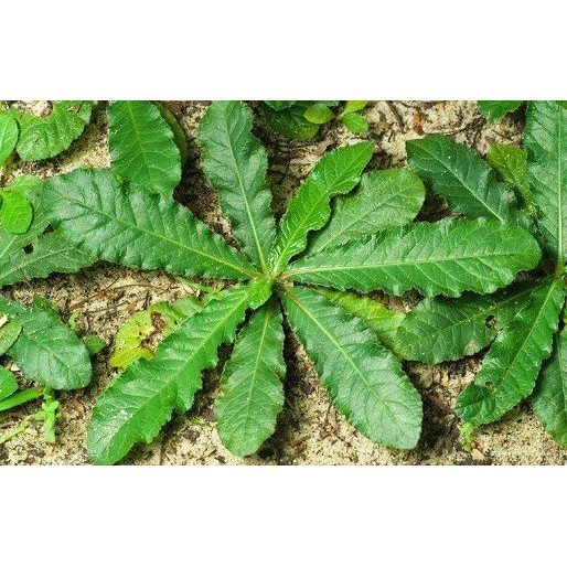 

Promo daun herbal tapak liman frees 250 gram