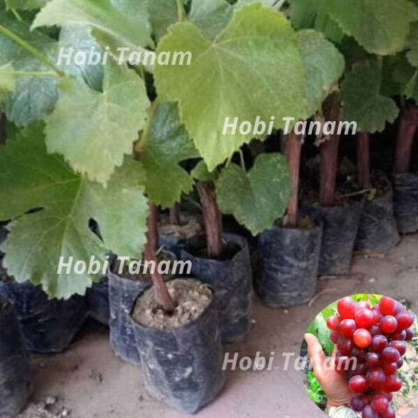 Promo baru Bibit Anggur Red Isabella Merah lokal cepat berbuah hasil stek batang bibit anggur merah 