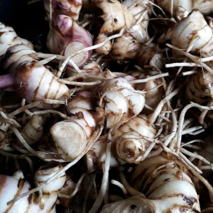 

Umbi Ganyong Segar Ganyo 1 Kg - Gratis 100 gram Kunyit Segar