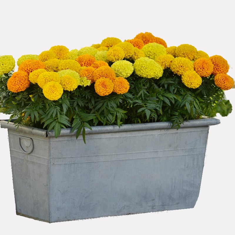 Benih/Bibit/Tanaman Hias Bunga Marigold dan Day Grass/Zinnia/Bunga Kertas Mudah Tumbuh per 5gr