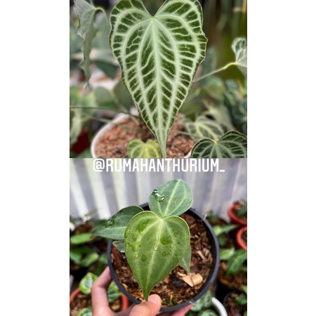 Anthurium Clarinervium King Baby - Tanamanhias anthurium Clarinervium