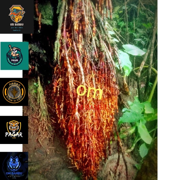 

akar pohon kelapa basah segar