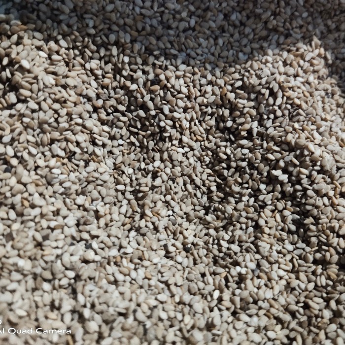 

Biji Wijen Coklat 1kg Organik Superfood Multivitamin