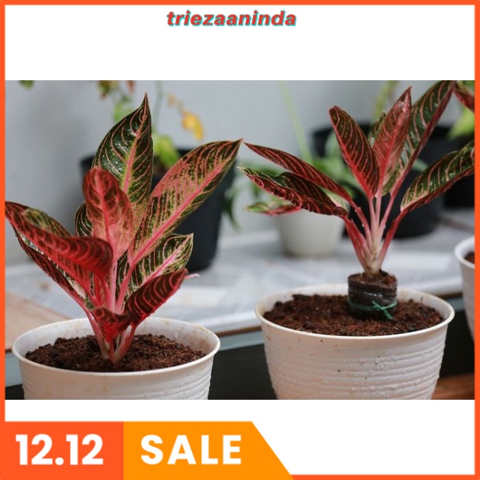 NEMA GROW pupuk khusus penyubur aglonema, pupuk bunga aglonema