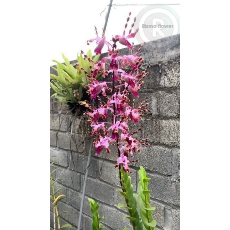 BUNGA ANGGREK DENDROBIUM JUMBO DEWASA ( KERITING PURPLE KOMBINASI ) TANAMAN POHON ANGGREK DENDROBIUM