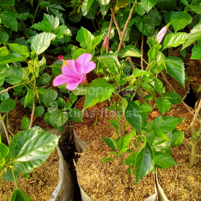 Tanaman kembang sepatu bunga pink/tanaman bunga sepatu