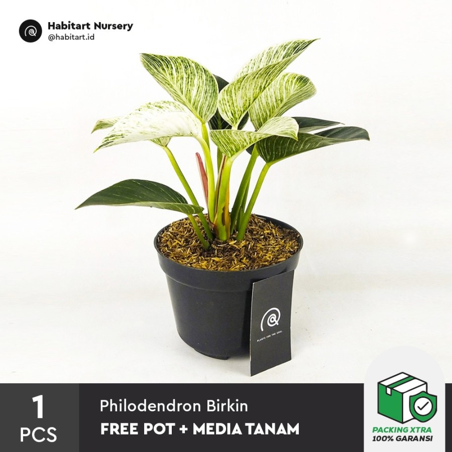 Habitart Nursery - Tanaman Hias Hidup Philodendron Birkin + Gratis Pot dan Media Tanam