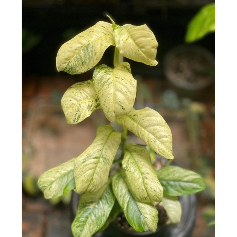 rhapidopora puberula tanaman hias varigata