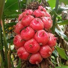 

Buah kecombrang atau combrang segar