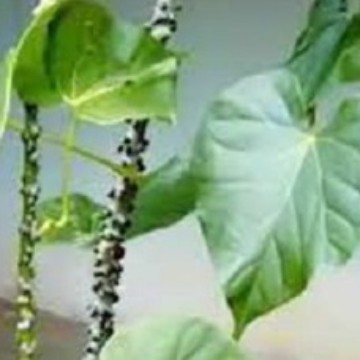 

Kwalitas Premium Bratawali Segar - Brotowali Segar Langsung Petik Dari Kebun